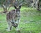 Female kangaroo with joey