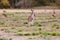 Female kangaroo with little joey