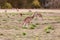 Female kangaroo with little joey