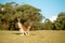 Female kangaroo with two joeys