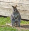 Female kangaroo with young animal