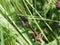 A female Keeled Skimmer dragonfly (Orthetrum coerulescens) resting in long grass