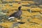 Female Kelp Goose on the cliffs of Bleaker Island