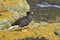 Female Kelp Goose on the cliffs of Bleaker Island