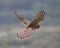 Female kestrel hovering with outstretched wings