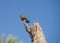 Female kestrel on perch looking for prey