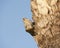 Female kestrel on perch looking for prey