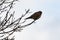 Female Kestrel perching in a tree