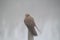 Female kestrel on a wooden pole