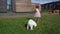 Female kid feeding white bichon dog pet in house yard. Gimbal movement