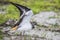 Female Killdeer bird