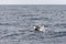 Female killer whales surfacing at Andenes, Norway