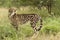 Female King Cheetah (Acinonyx jubatus) South Africa