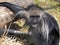 female King Colobus, Colobus polykomos, sits on the ground and observes the surroundings