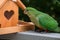 Female king parrot