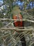 Female king parrot