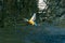 Female kingfisher Alcedo atthis in flight resurfacing from water
