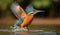 Female Kingfisher coming up from the water after trying to catch a fish but failing.