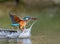 Female Kingfisher emerging from the water after an unsuccessful dive to grab a fish. AI generated image
