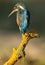 Female kingfisher perches on the branch