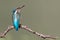 Female kingfisher portrait