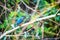 Female kingfisher with small fish in her beak