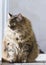 female kitten at the window, brown siberian cat