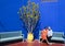 Female Korean tourist and her husband on a bench next to an Indian spurgetree in the Jardin Majorelle in Marrakesh, Morocco.