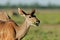 Female kudu antelope