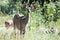 Female Kudu Antelope in African Bush