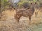 Female kudu and calf in african bush