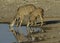 female Kudu drinking at a waterhole