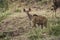 A female kudu grazing in the bush, Kruger National Park, South Africa.