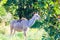 A female kudu grazing on fresh green leaves in the bush.