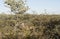 Female kudu hidden in dense bush under blue sky at Okonjima Nature Reserve, Namibia