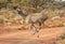 Female Kudu running