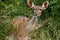 Female Kudu, South Africa