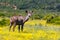 Female Kudu standing in the beautiful yellow flower