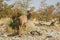 Female Kudu woodland antelope in Namibian savanna