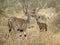 Female Kudus in Tsavo West National Park