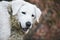 Female Kuvasz with a playful expression