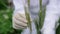 A female laboratory assistant checks cereals for smut.