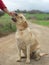 Female Labrador Dog