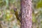 A female Laced Woodpecker(Picus vittatus) drilling pines for foo