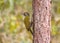 A female Laced Woodpecker(Picus vittatus) drilling pines for foo