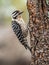 Female Ladder-Backed Woodpecker