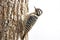 Female Ladder-backed Woodpecker California, USA