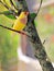 Female Lady Gouldian Finch bird