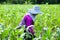 Female Lahu tribe farmer applying fertilizer for corn, transparent corn field in morning light. Rainy season. Chiang Rai, North