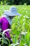 Female Lahu tribe farmer applying fertilizer for corn, transparent corn field in morning light. Rainy season. Chiang Rai, North